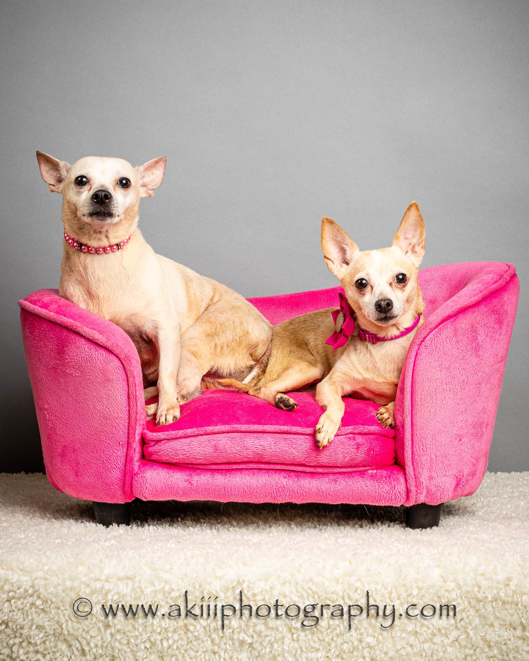 Dog for adoption Polly and Pretty Sisters, a Chihuahua in Plano, TX