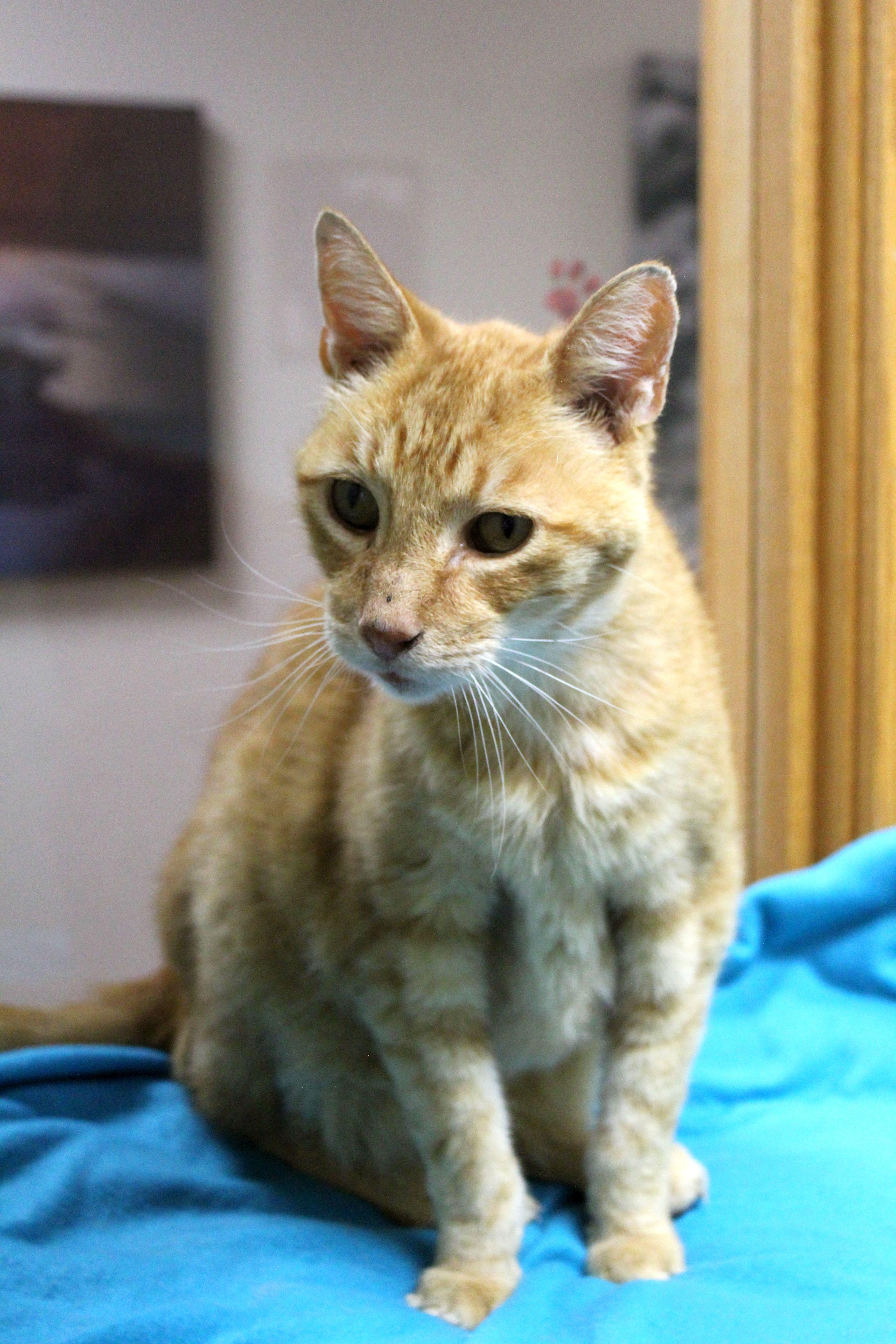 Max, Adoptable, Senior Male Domestic Short Hair.