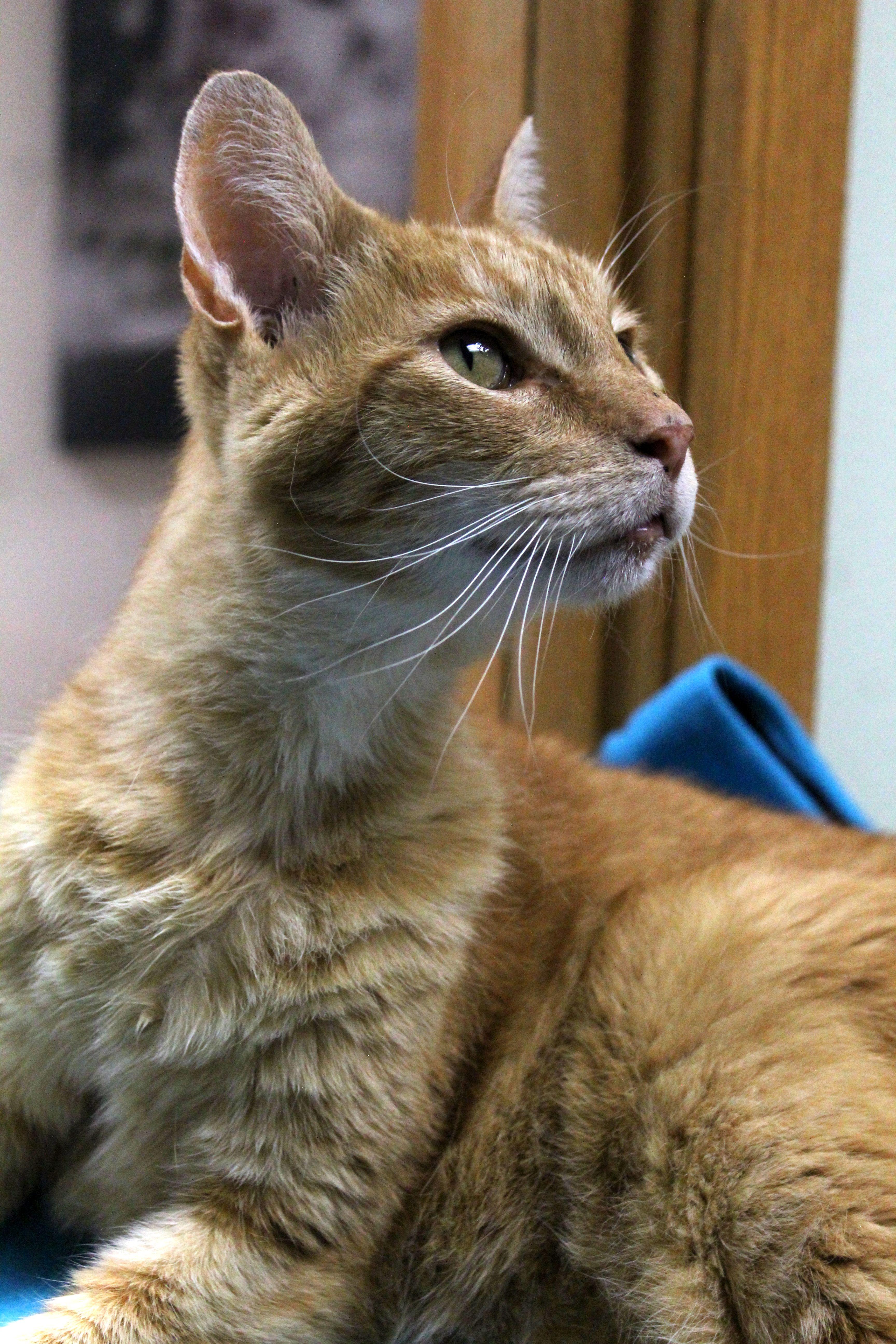 Max, a Adoptable Domestic Short Hair in Portage, WI image 2/3
