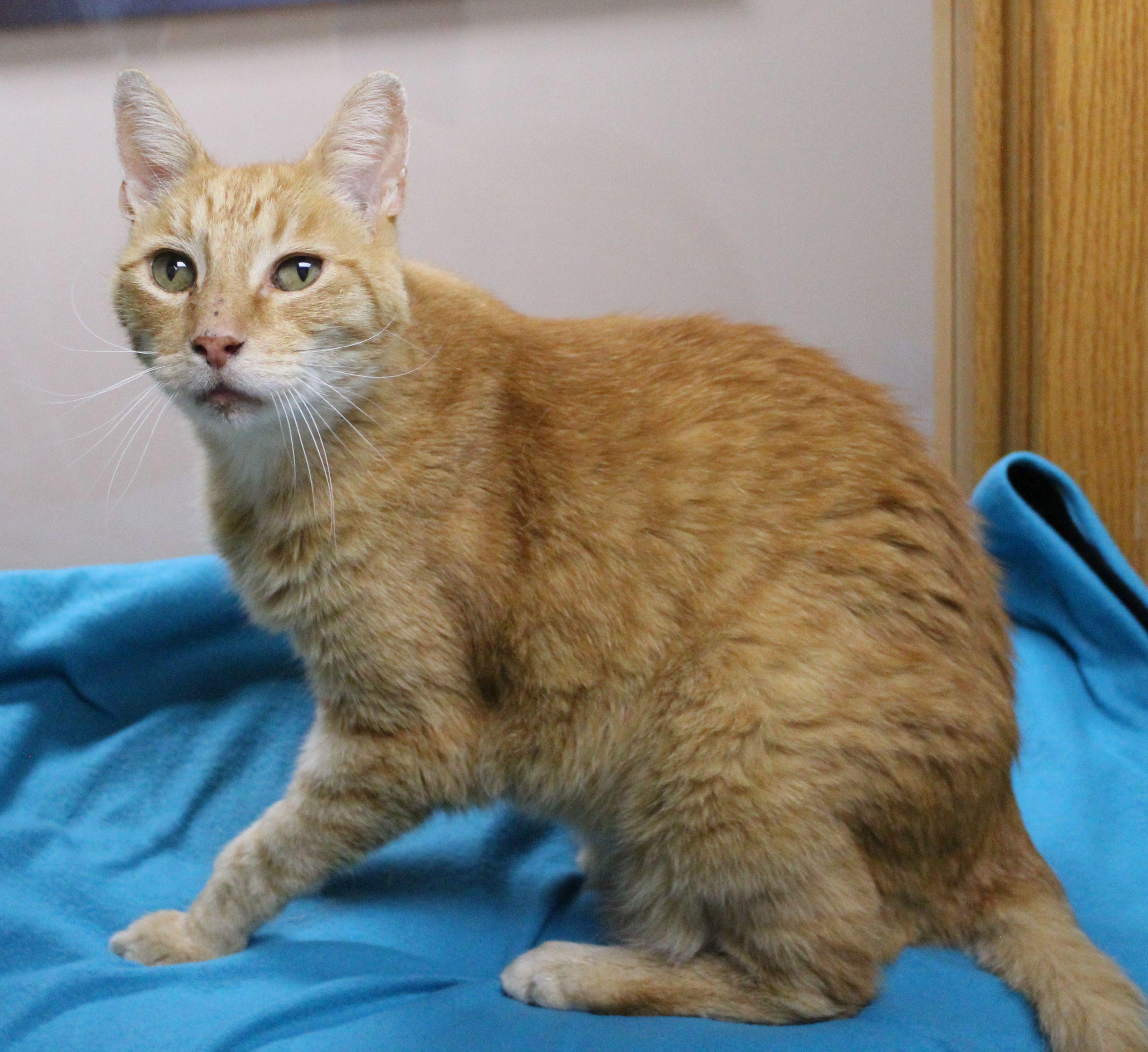 Max, a Adoptable Domestic Short Hair in Portage, WI image 3/3