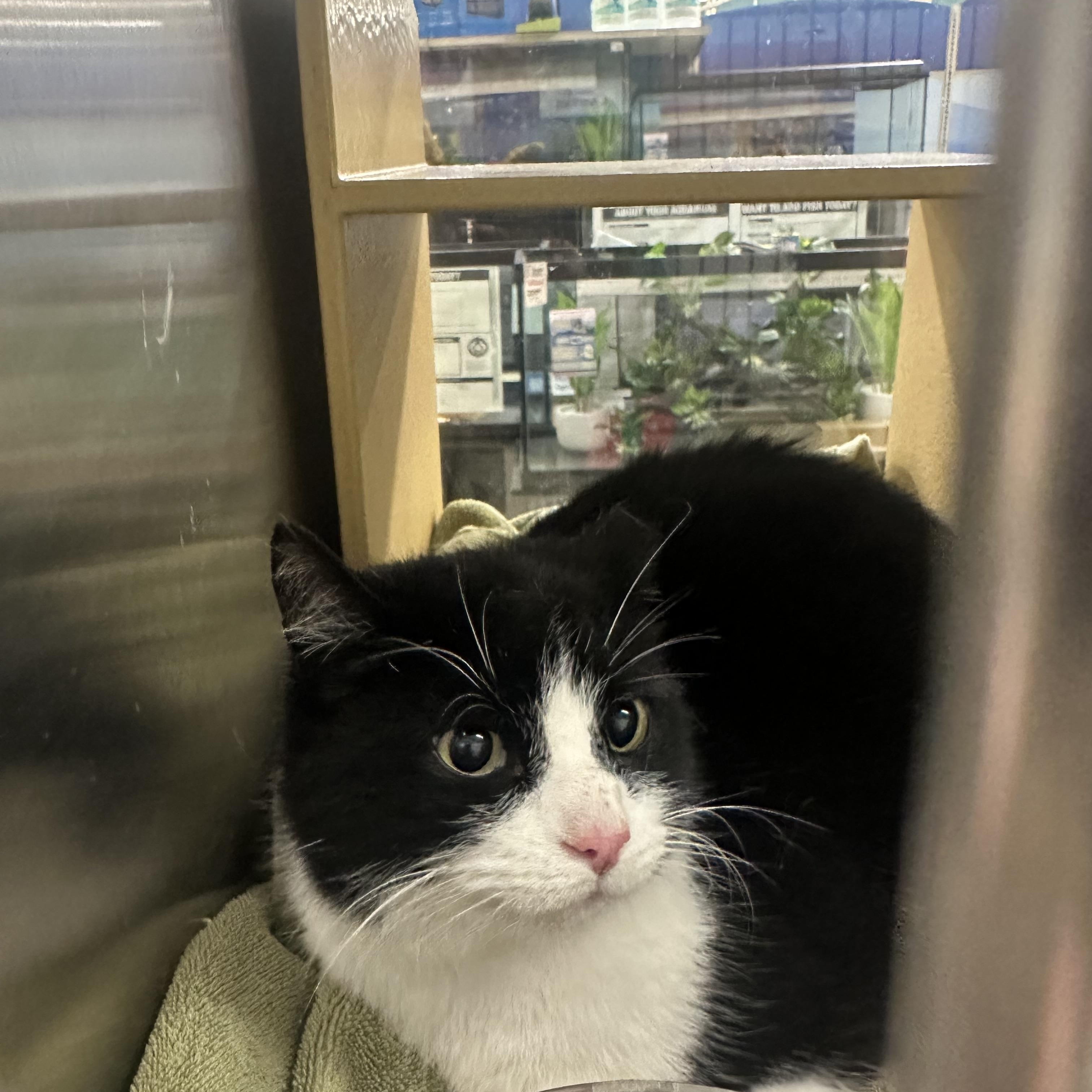 Weezy, ADOPTABLE, Adult Male Domestic Short Hair.