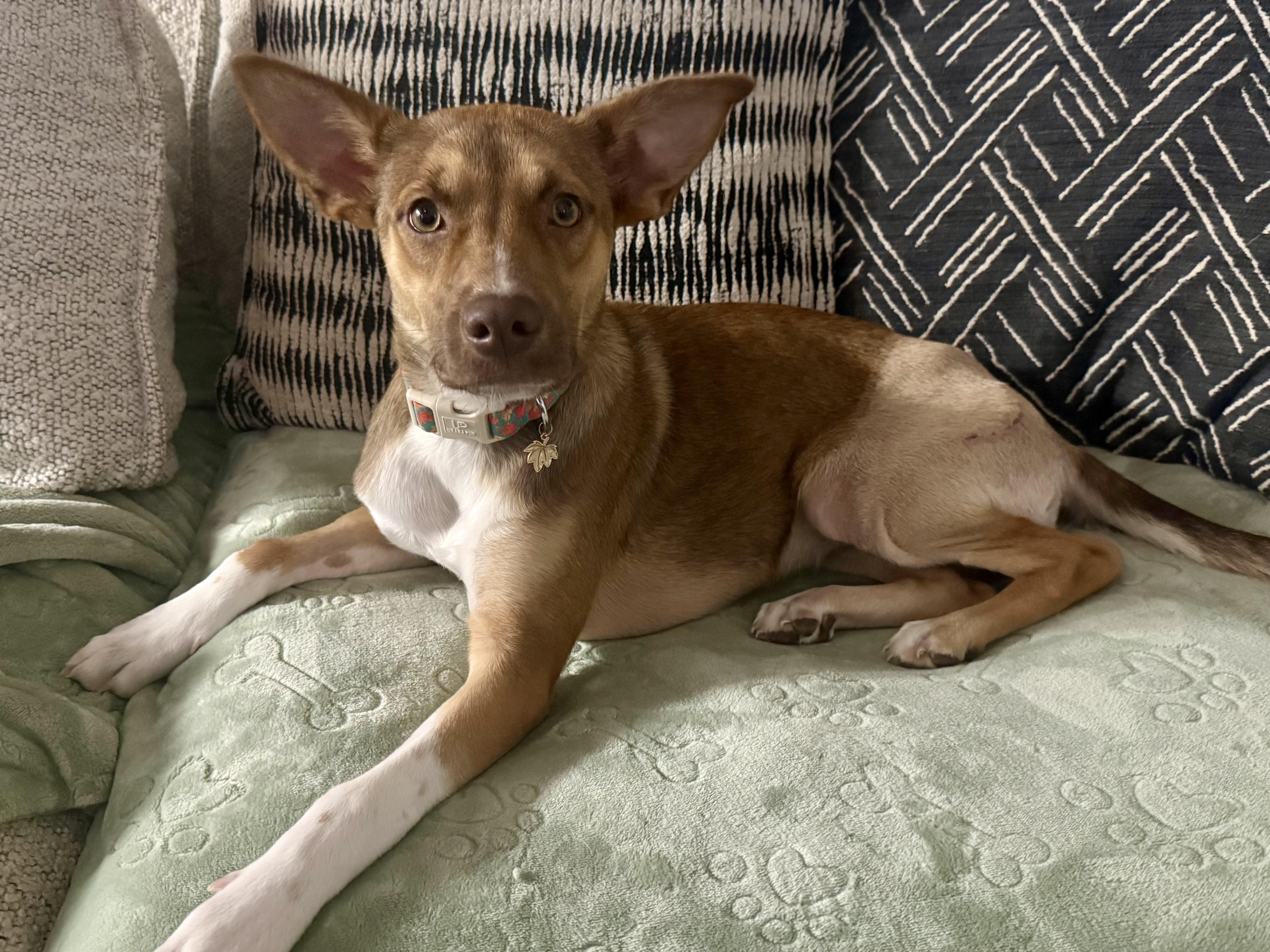 Enlarge Maple, a ADOPTABLE mixed breed in Choctaw, OK image 5/6