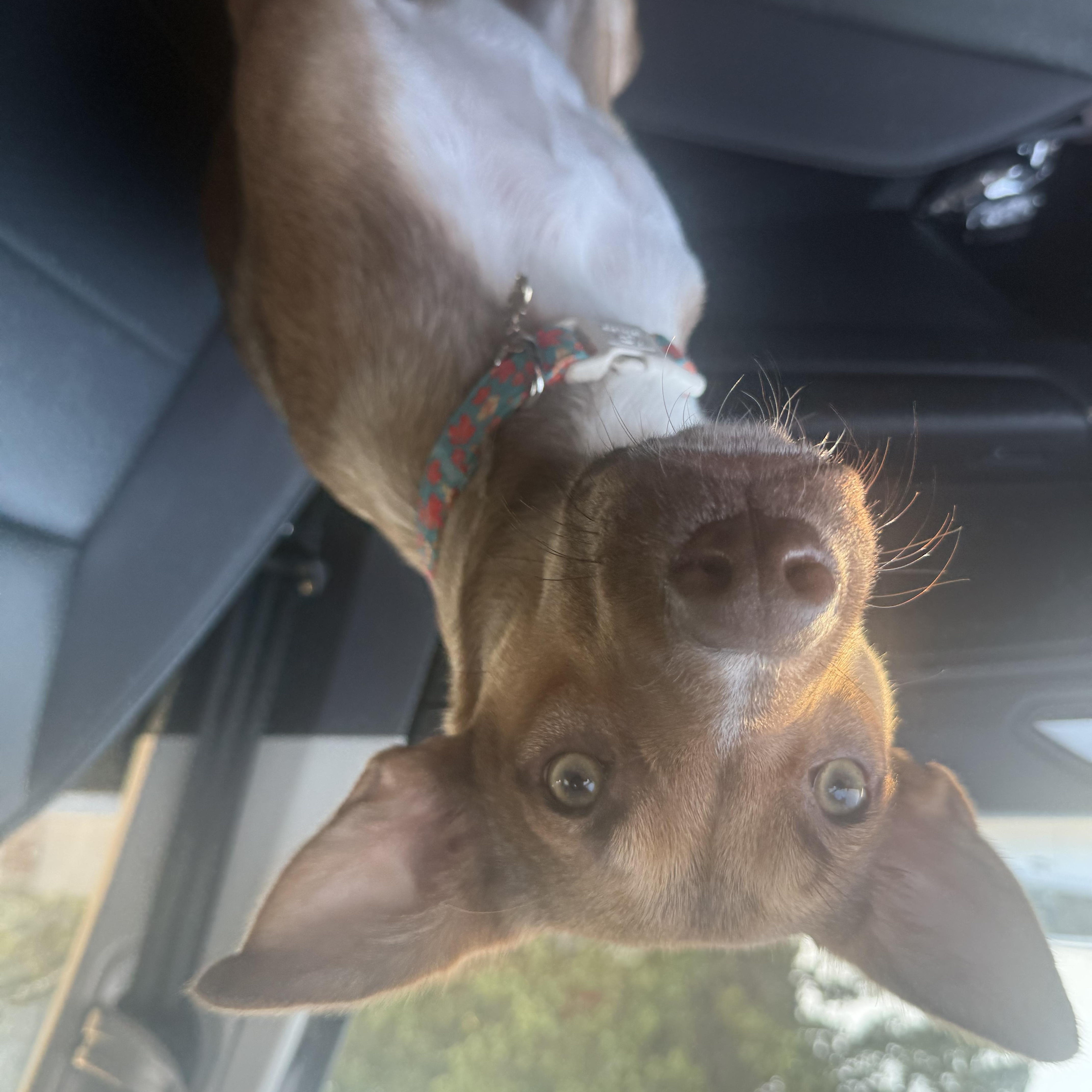 Enlarge Maple, a ADOPTABLE mixed breed in Choctaw, OK image 6/6