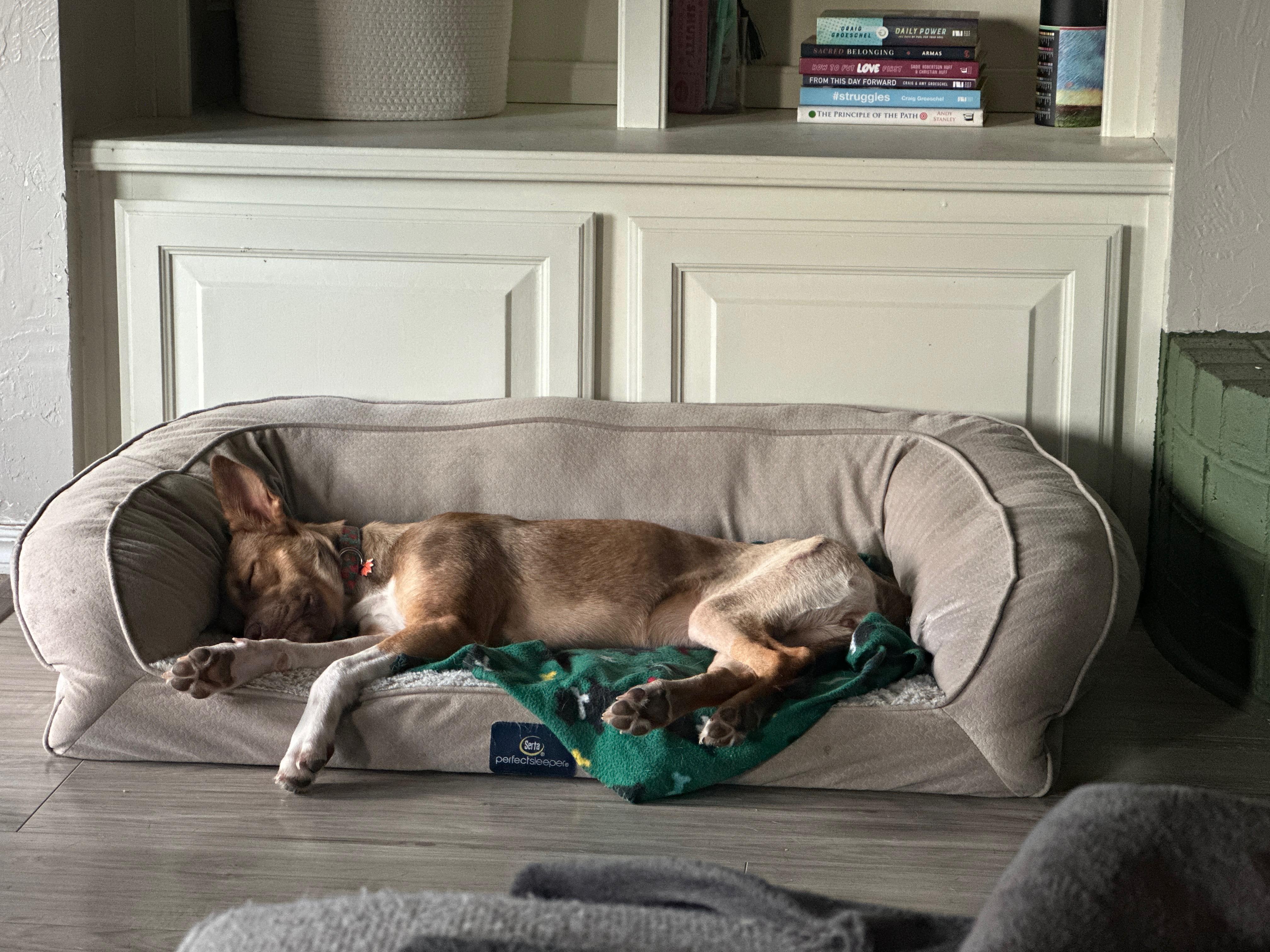 Maple, ADOPTABLE, Young Female Carolina Dog & Mixed Breed.