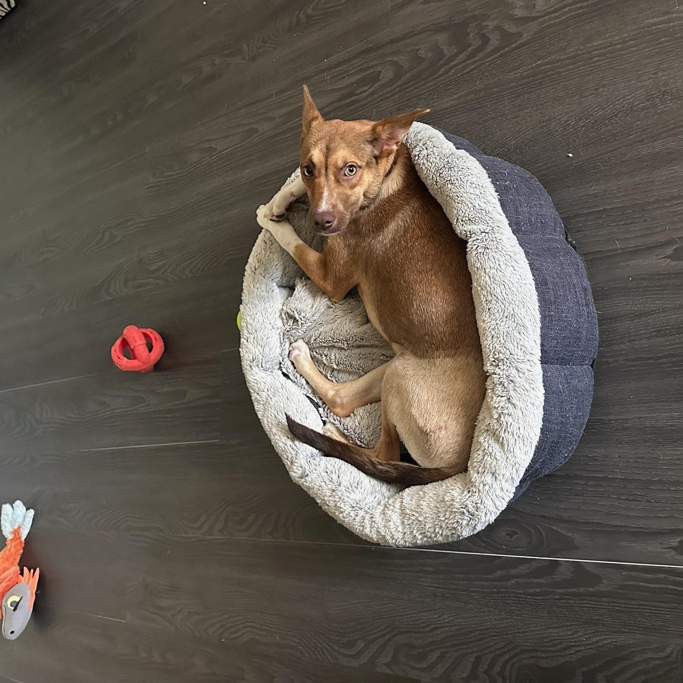 Enlarge Maple, a ADOPTABLE mixed breed in Choctaw, OK image 4/6