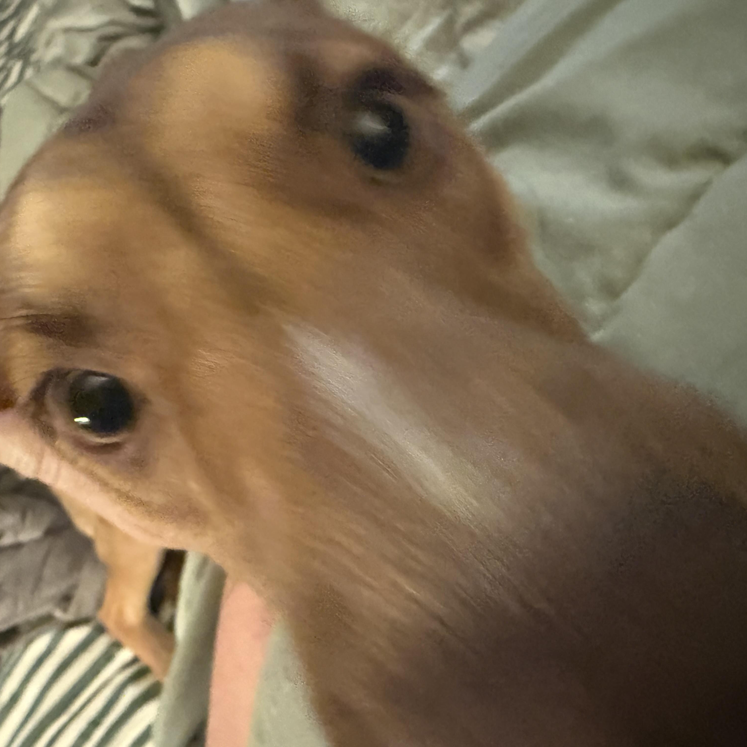 Enlarge Maple, a ADOPTABLE mixed breed in Choctaw, OK image 2/6