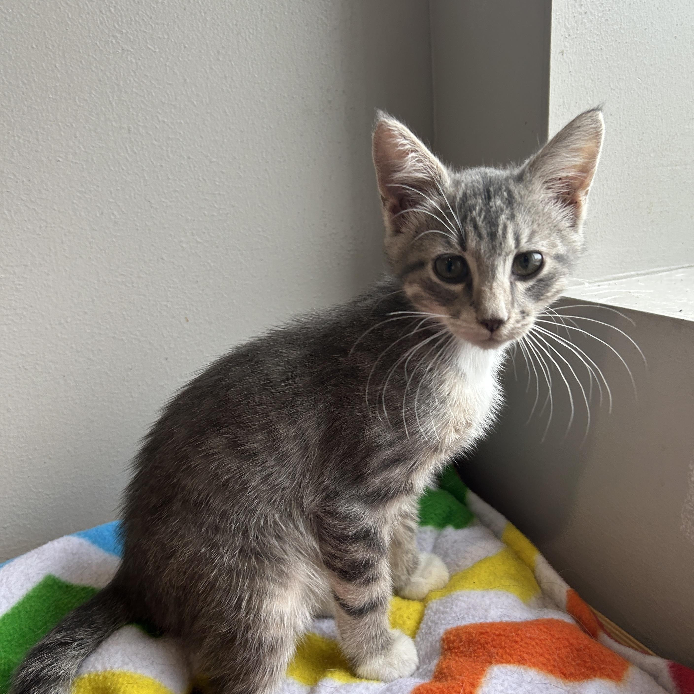 Enlarge Heath, a Adoptable mixed breed in Seward, NE image 1/3