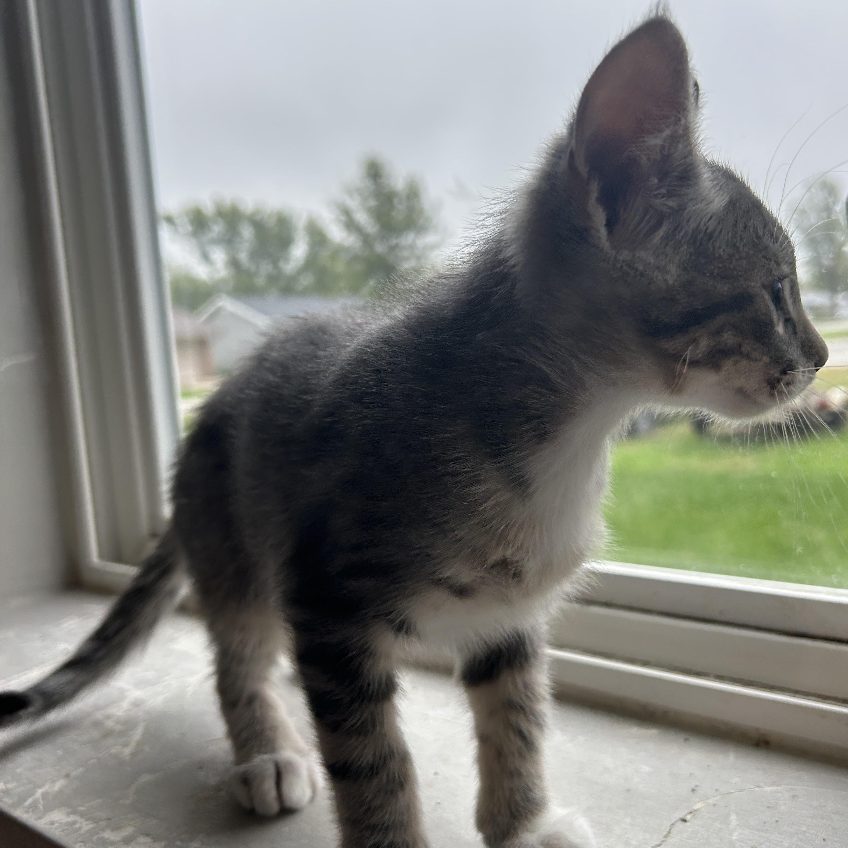 Enlarge Heath, a Adoptable mixed breed in Seward, NE image 2/3