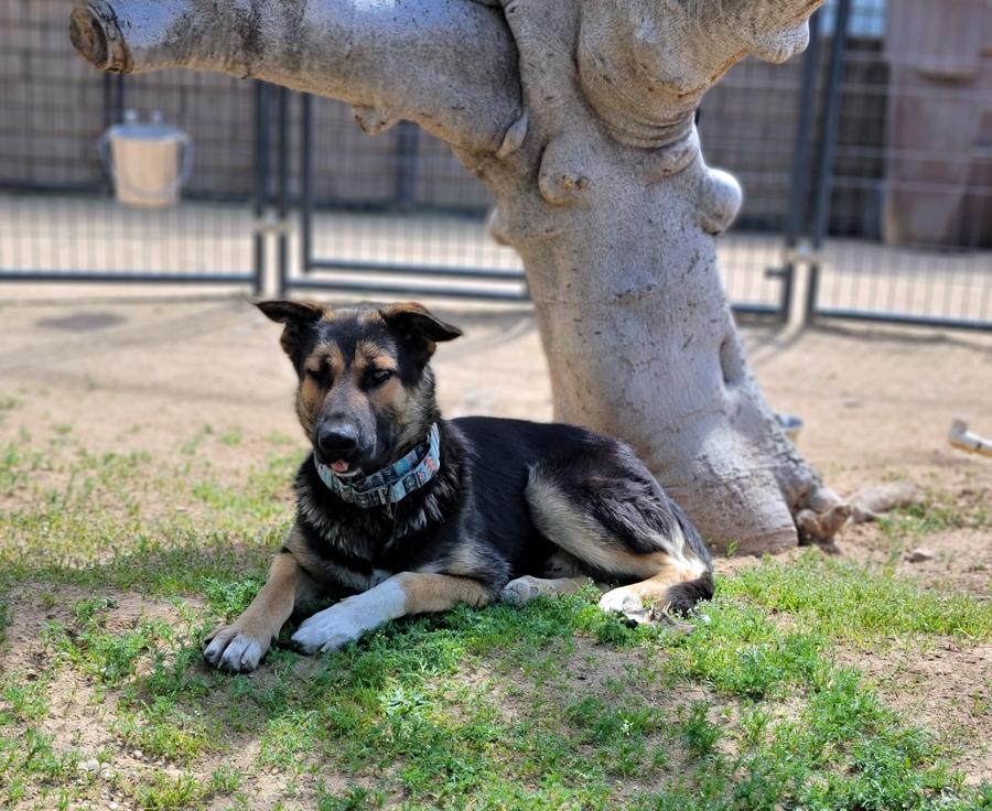 Grant, Adoptable, Young Male German Shepherd Dog.