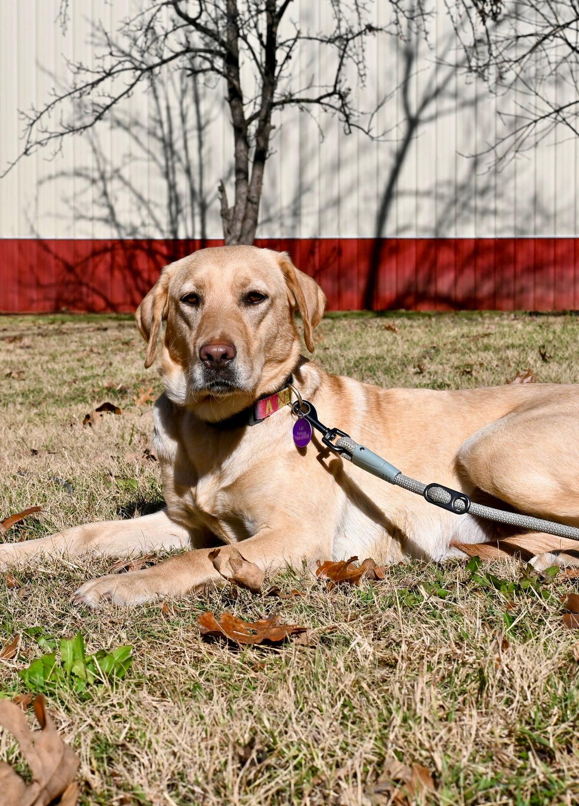LAYNEY, Adoptable, Young Female Labrador Retriever.