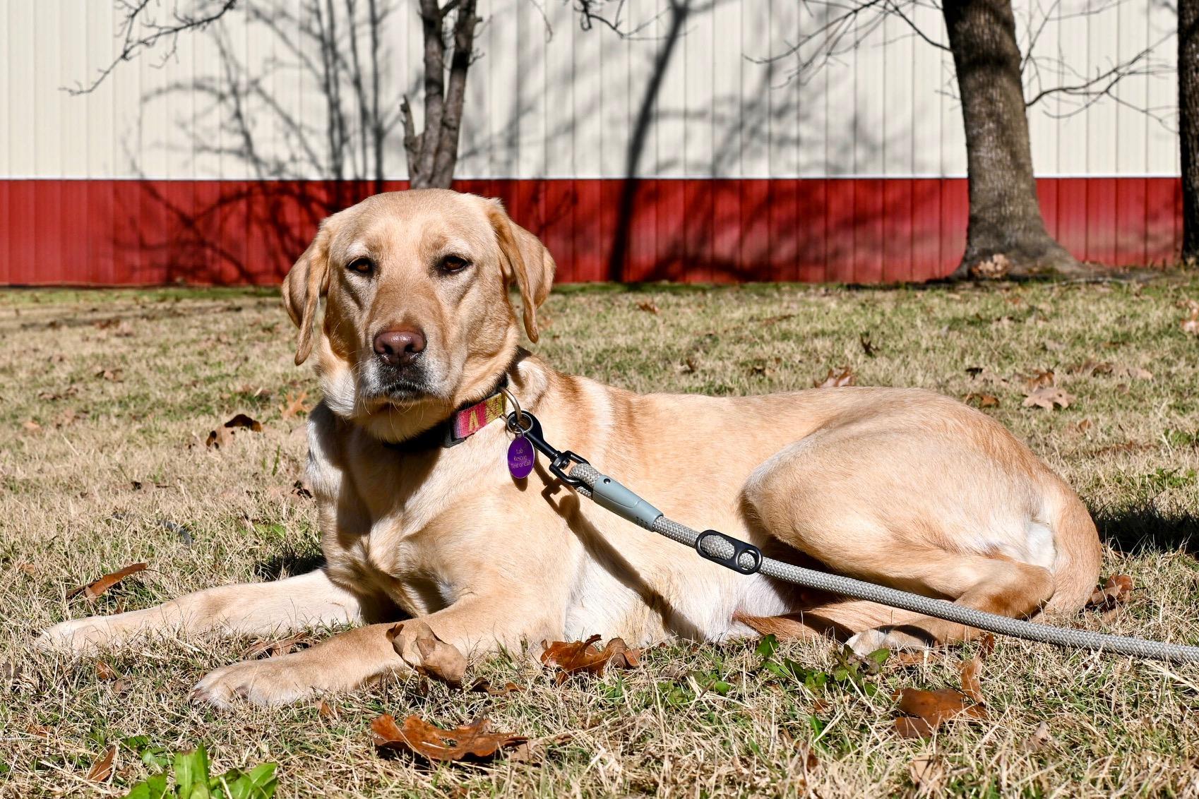 LAYNEY, Adoptable, Young Female Labrador Retriever.
