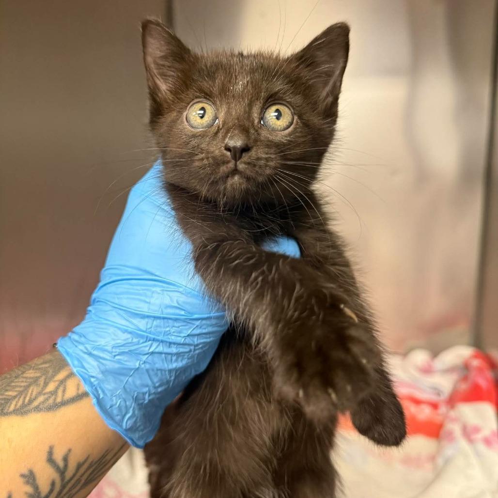 Casper, Adoptable, Kitten Male Domestic Short Hair.
