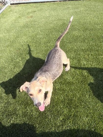 Enlarge Penelope, a ADOPTABLE mixed breed in Hamilton, MT image 1/1