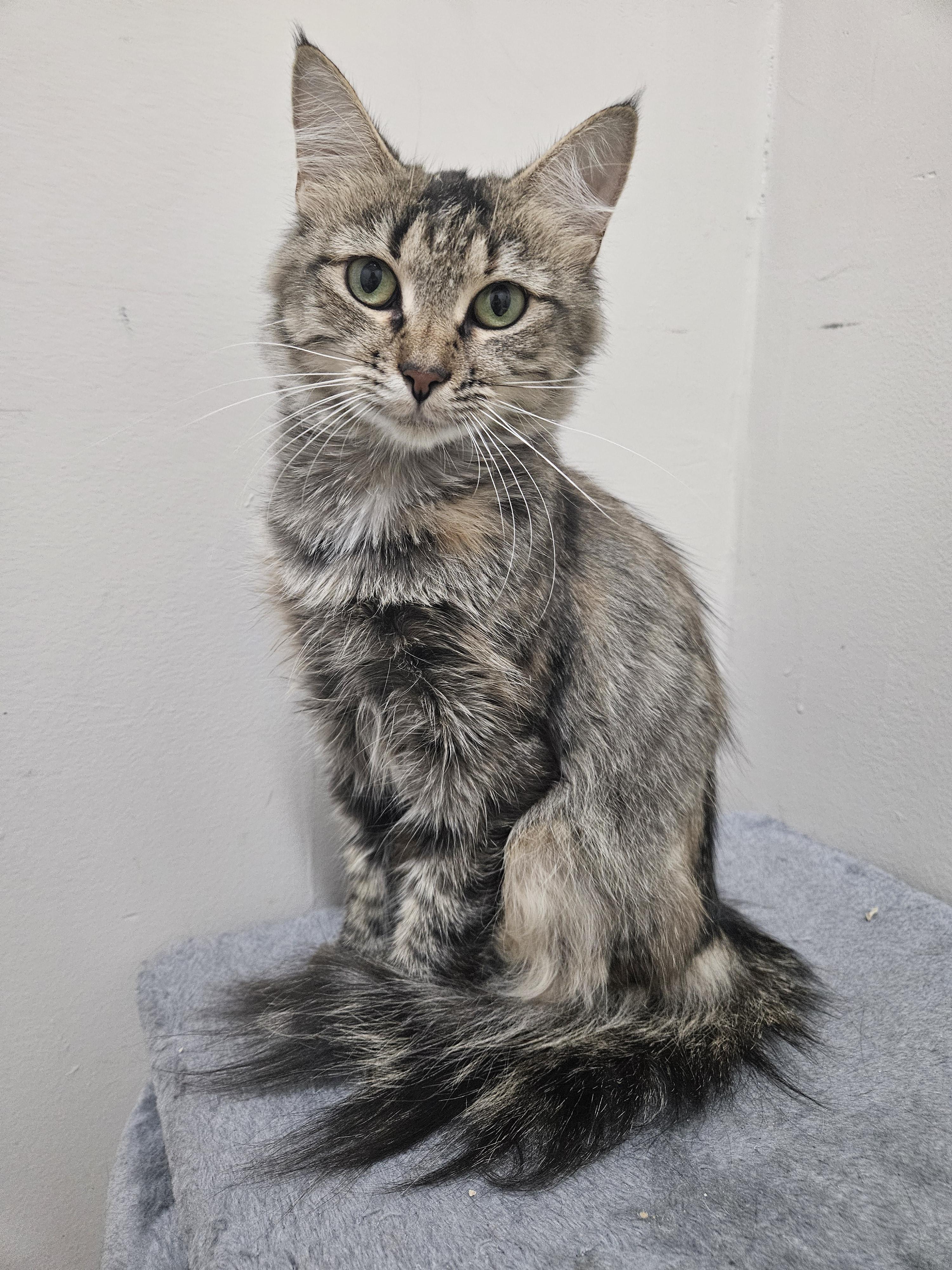 Autumn, adopted, Young Female Tabby.
