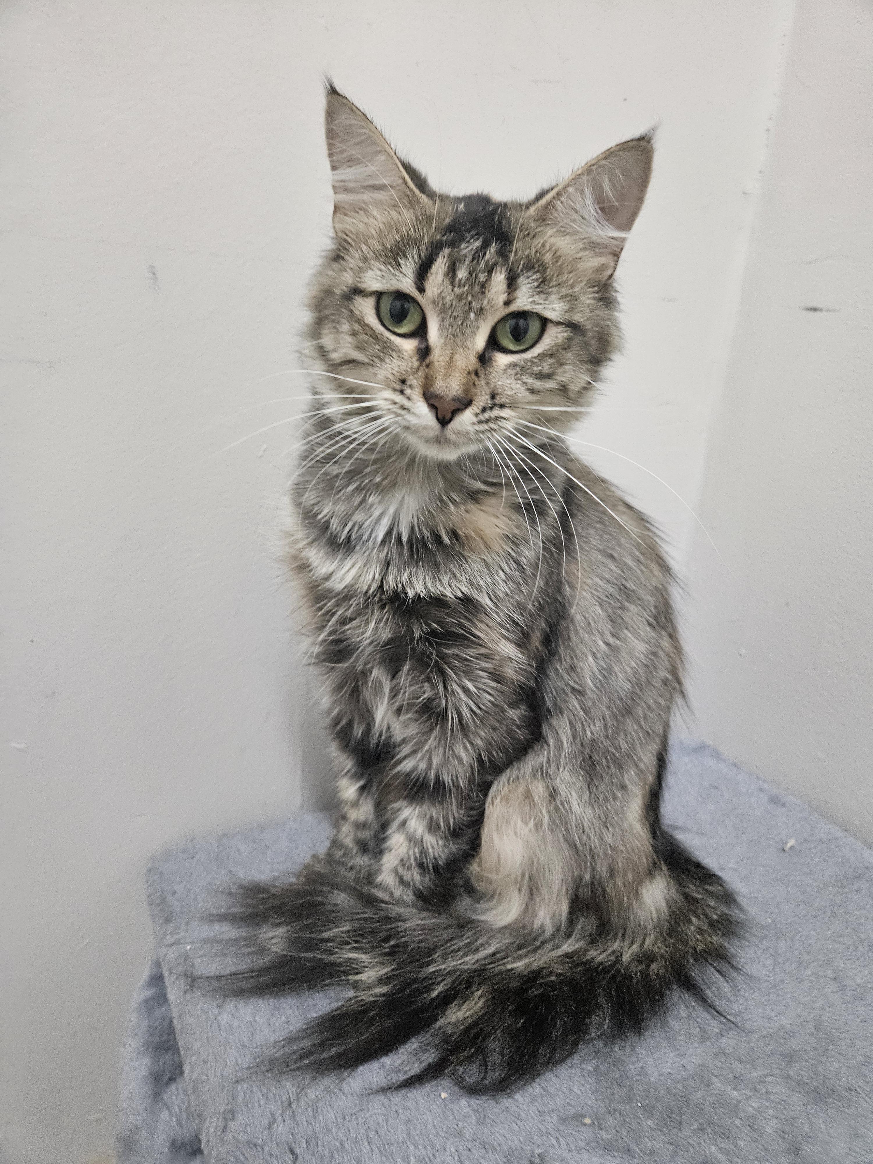 Enlarge Autumn, an adopted Tabby in Plainsboro, NJ image 2/2