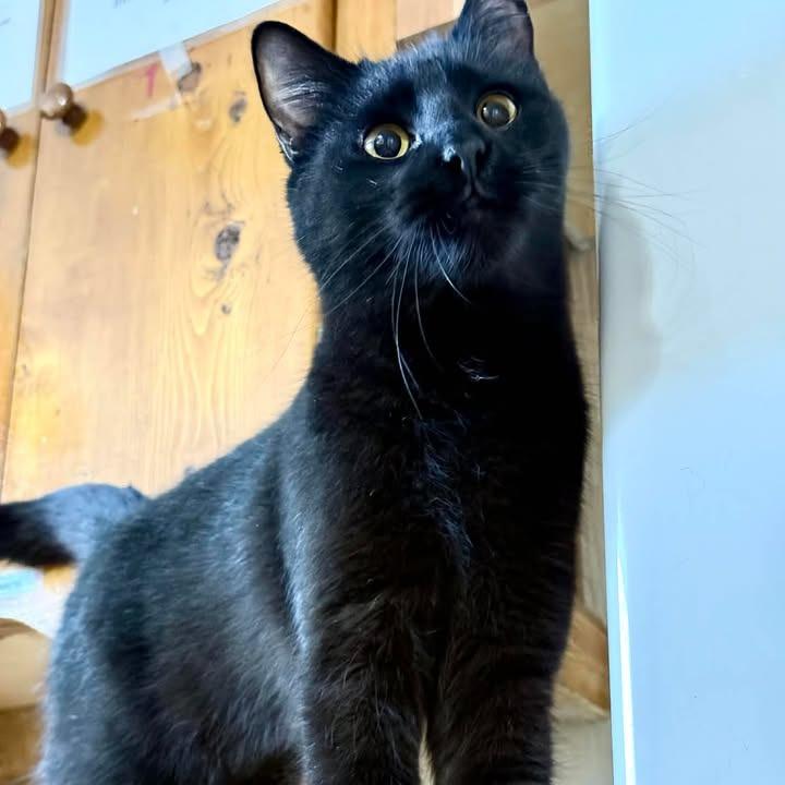 Kate, Adoptable, Young Female Domestic Short Hair.