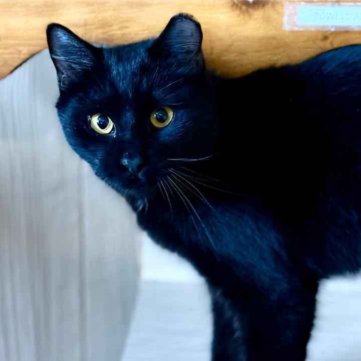 Enlarge Kate, a Adoptable Domestic Short Hair in Marion, IL image 2/6