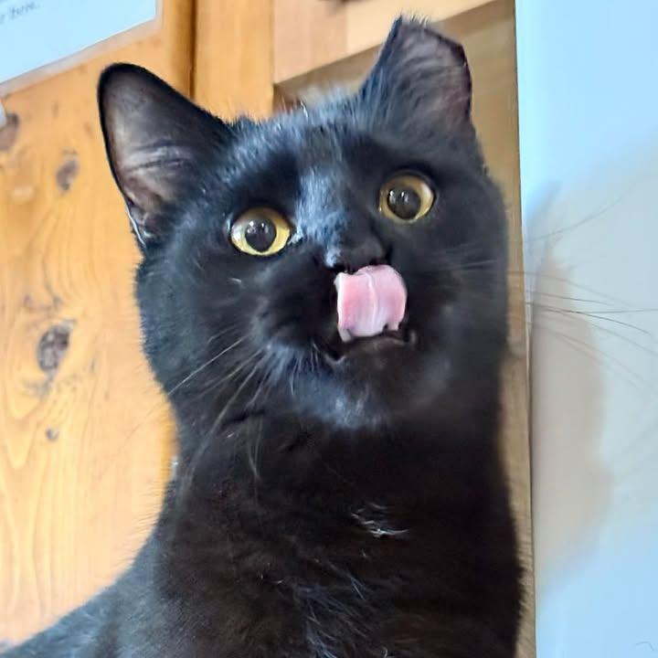 Enlarge Kate, a Adoptable Domestic Short Hair in Marion, IL image 3/6