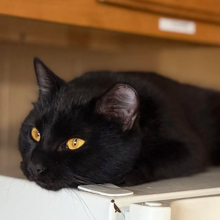 Enlarge Kate, a Adoptable Domestic Short Hair in Marion, IL image 4/6