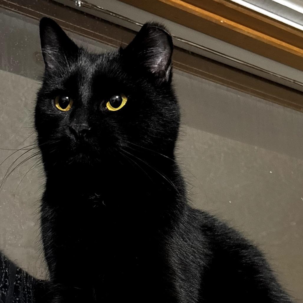 Enlarge Kate, a Adoptable Domestic Short Hair in Marion, IL image 6/6