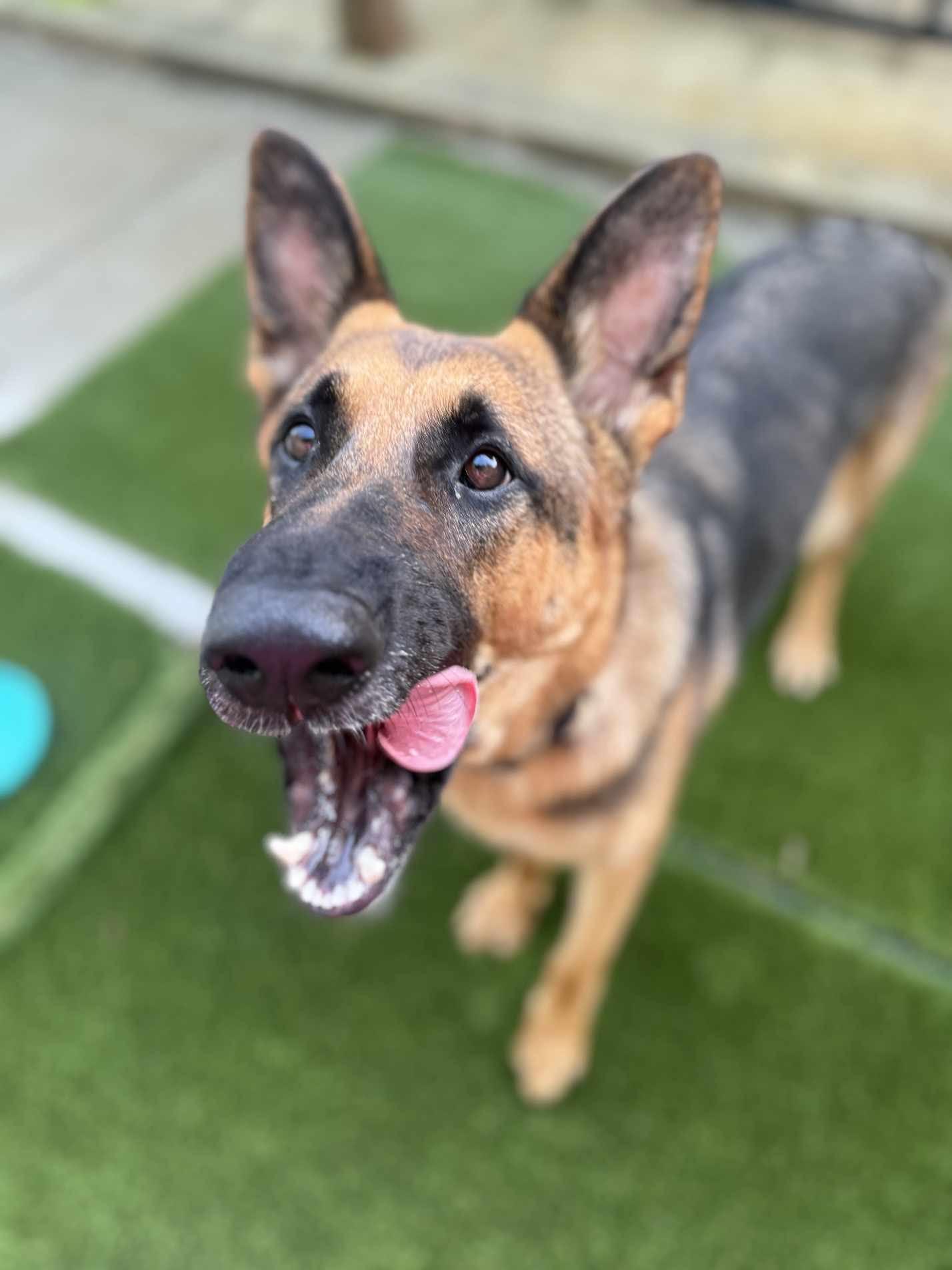 Enlarge Sky, a Adoptable German Shepherd Dog in Medfield, MA image 2/4