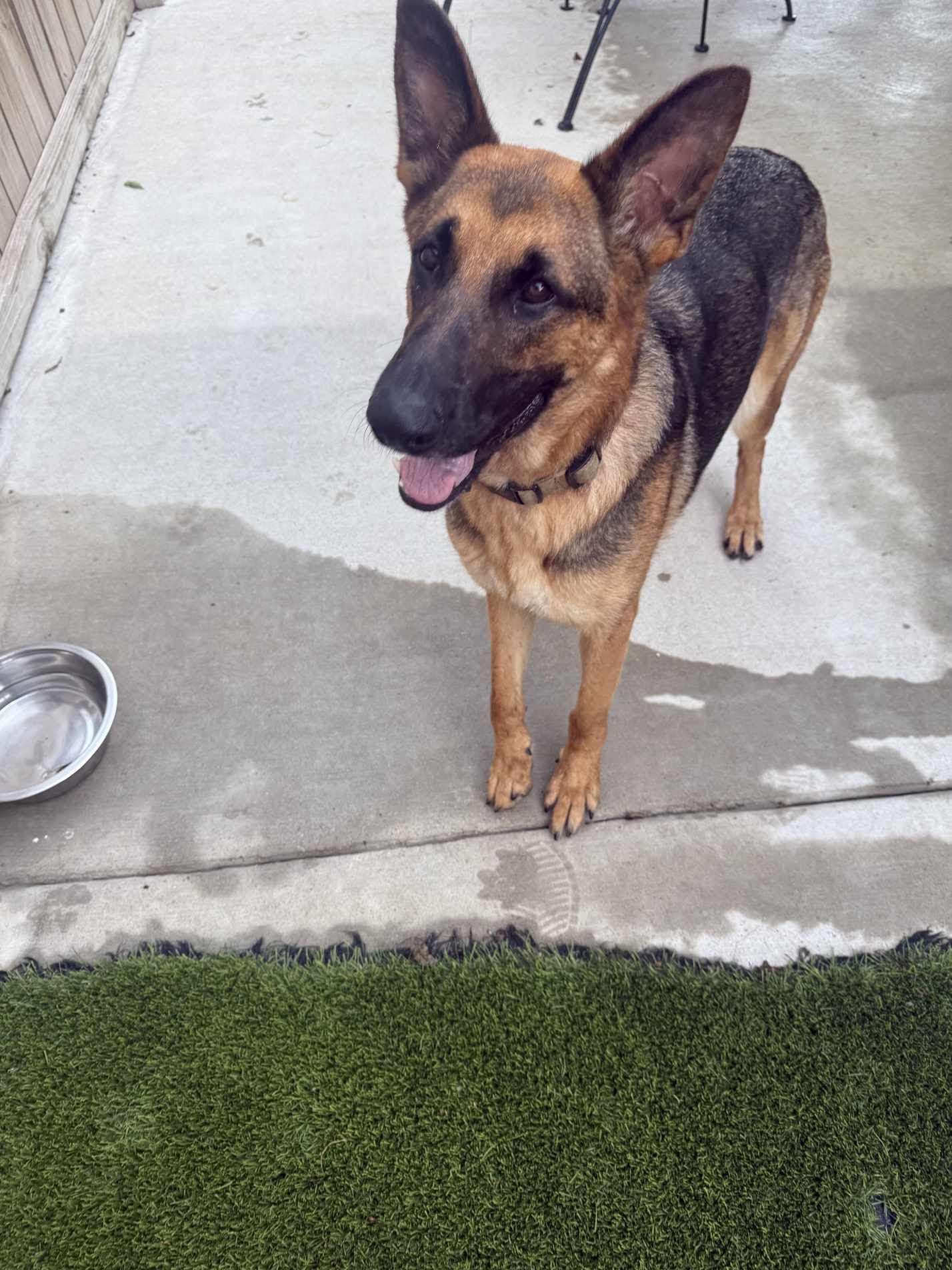 Enlarge Sky, a Adoptable German Shepherd Dog in Medfield, MA image 1/4