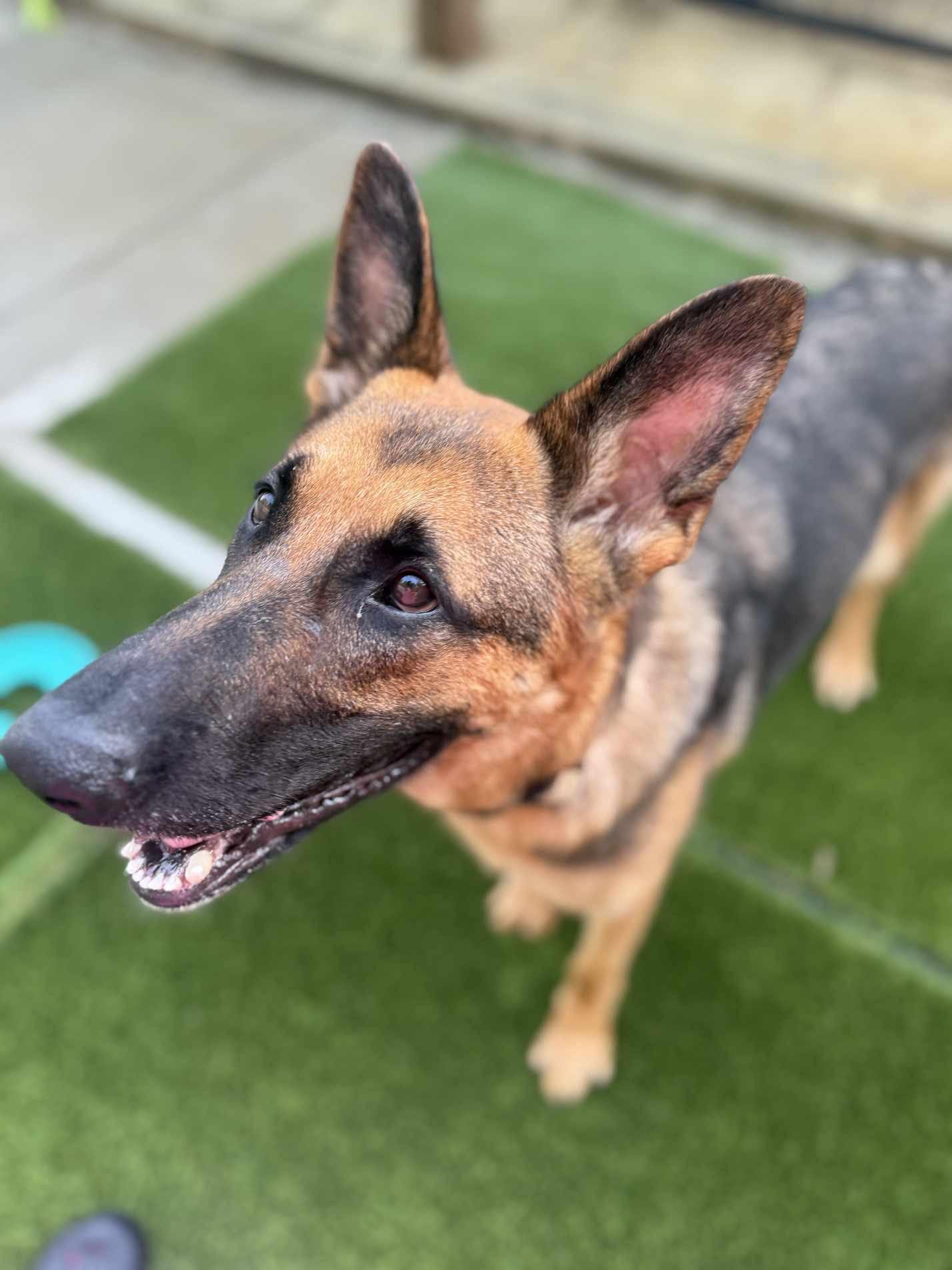 Enlarge Sky, a Adoptable German Shepherd Dog in Medfield, MA image 3/4