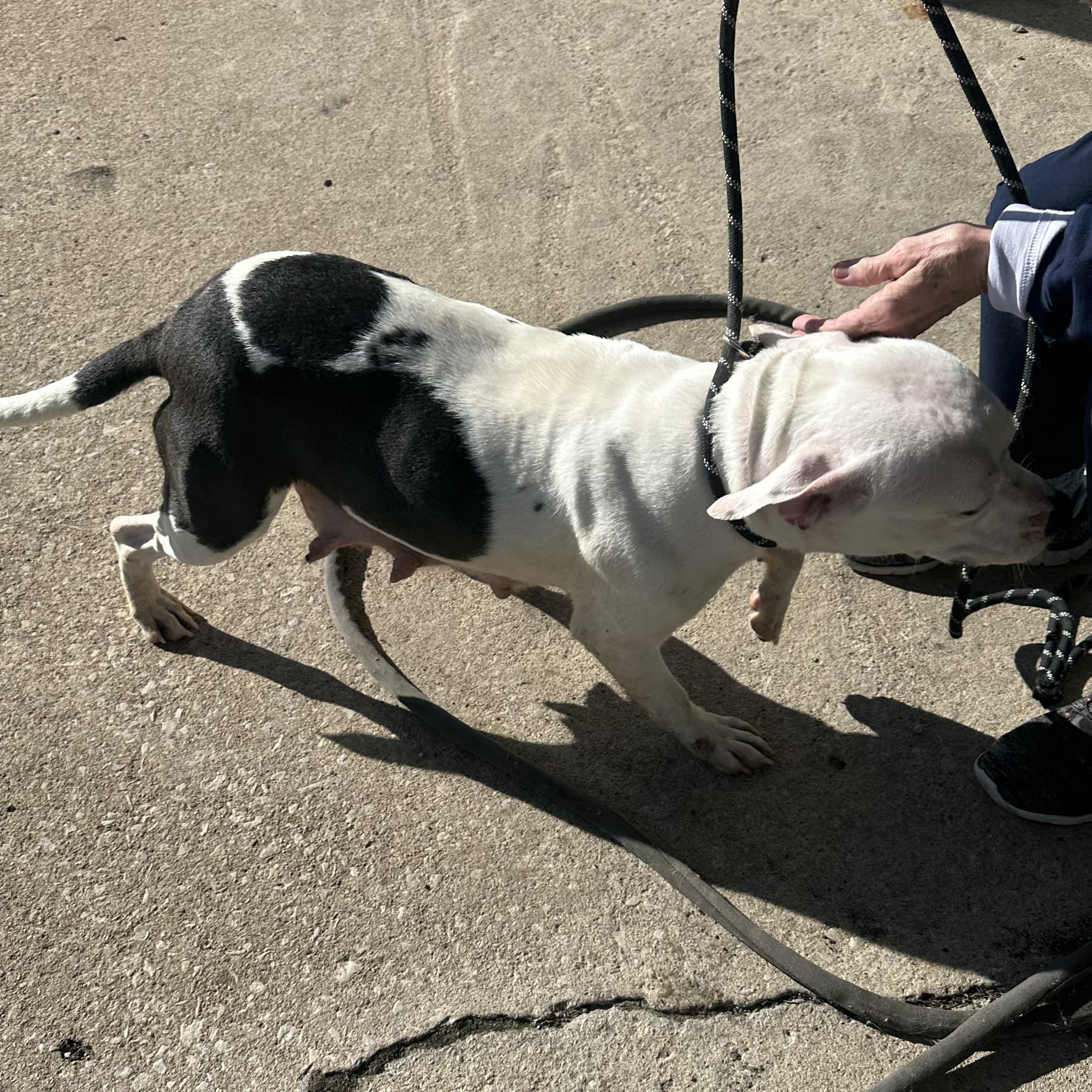Enlarge Athena, a ADOPTABLE mixed breed in Trenton, MO image 4/4