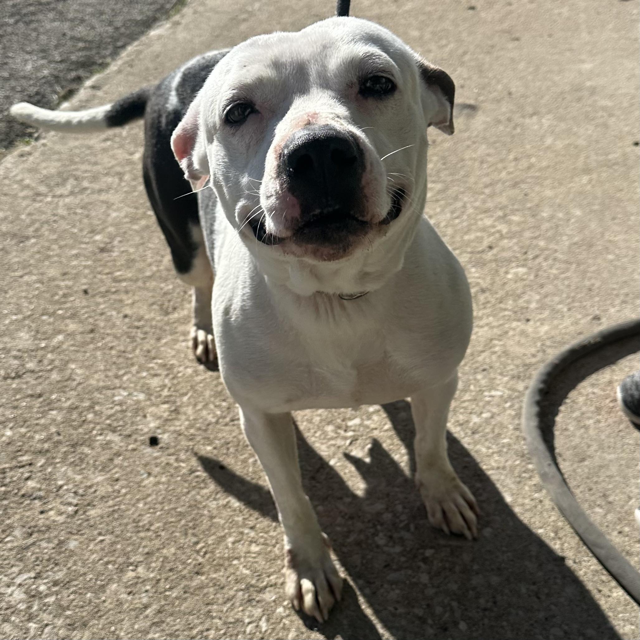 Athena, ADOPTABLE, Adult Female Pit Bull Terrier.