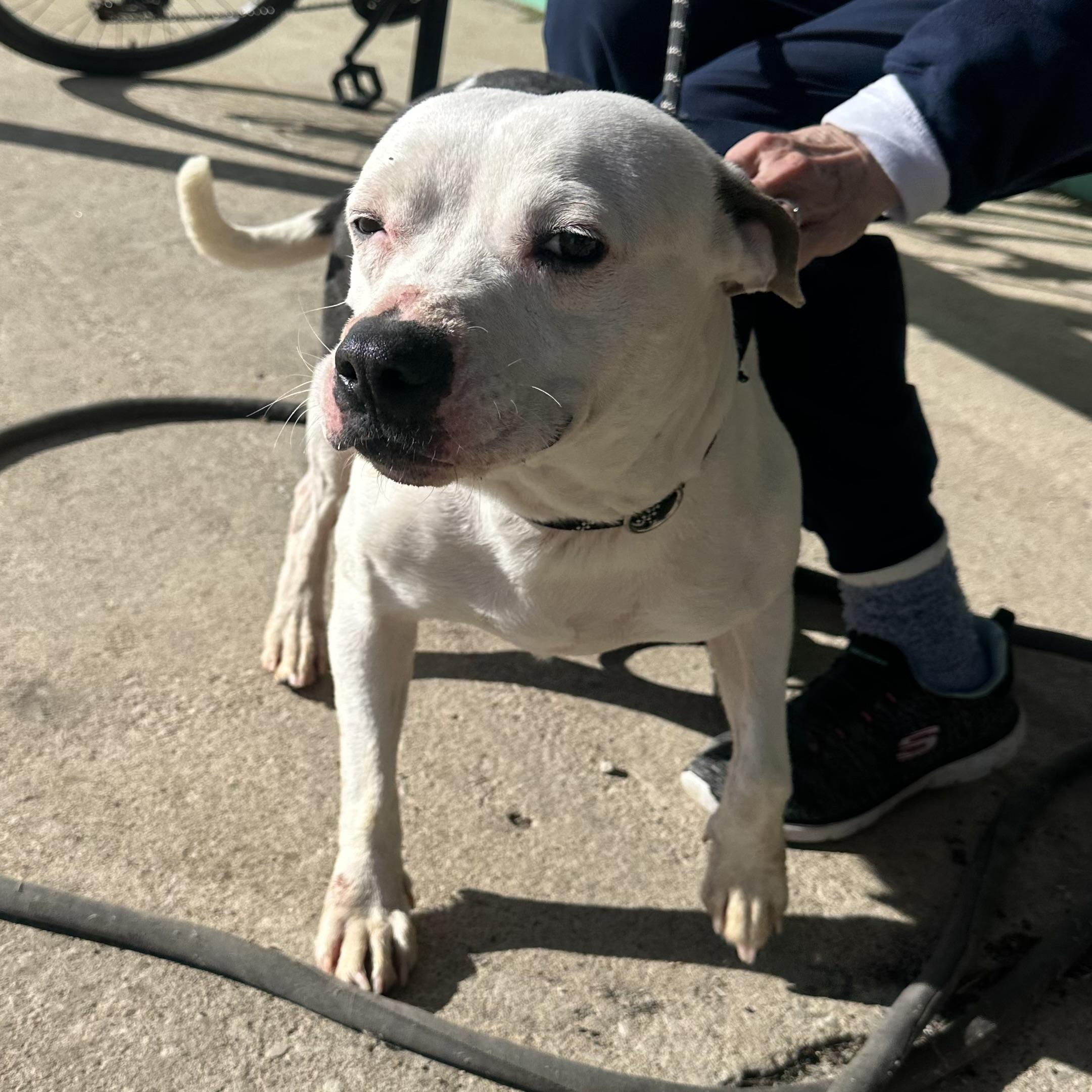 Enlarge Athena, a ADOPTABLE mixed breed in Trenton, MO image 2/4