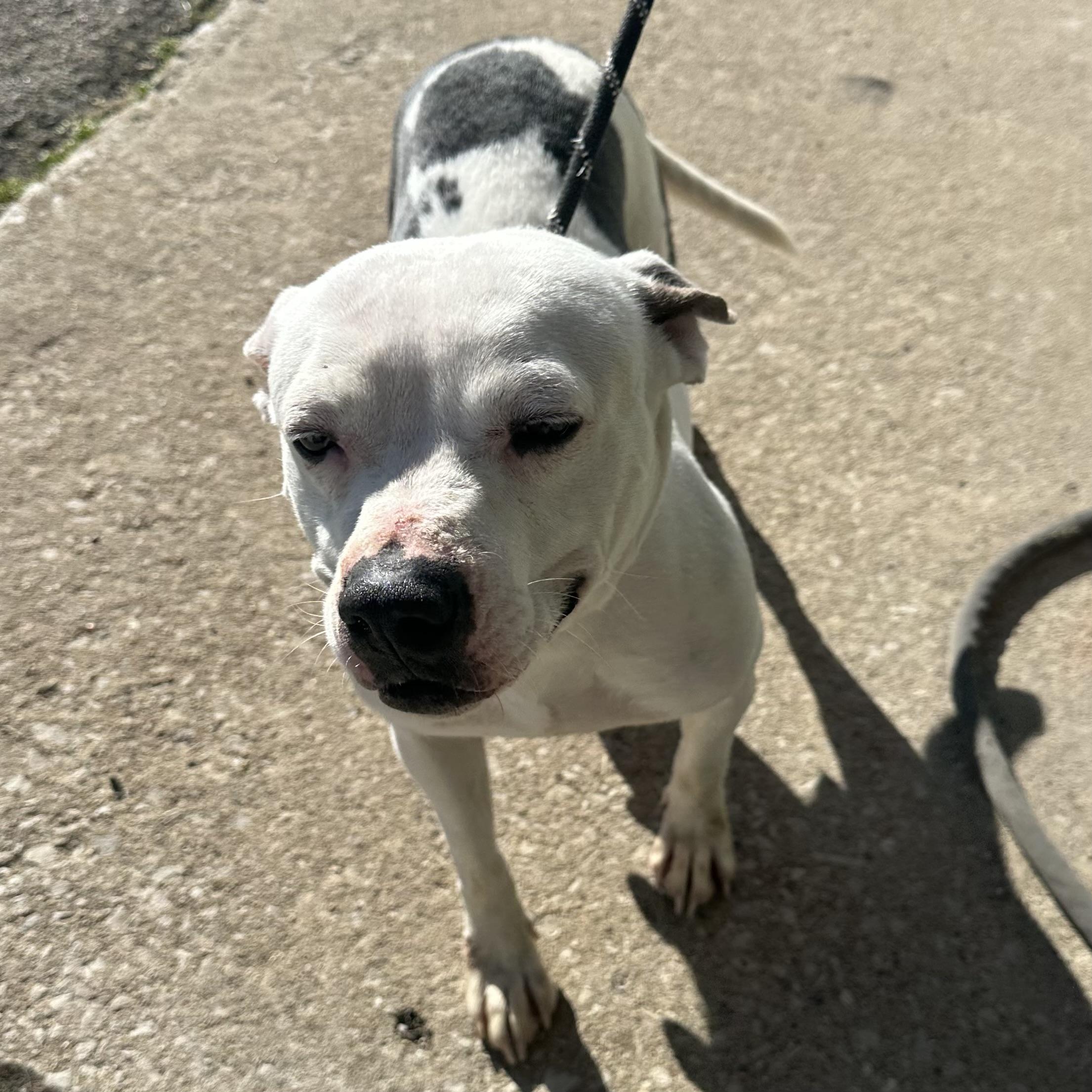 Enlarge Athena, a ADOPTABLE mixed breed in Trenton, MO image 3/4