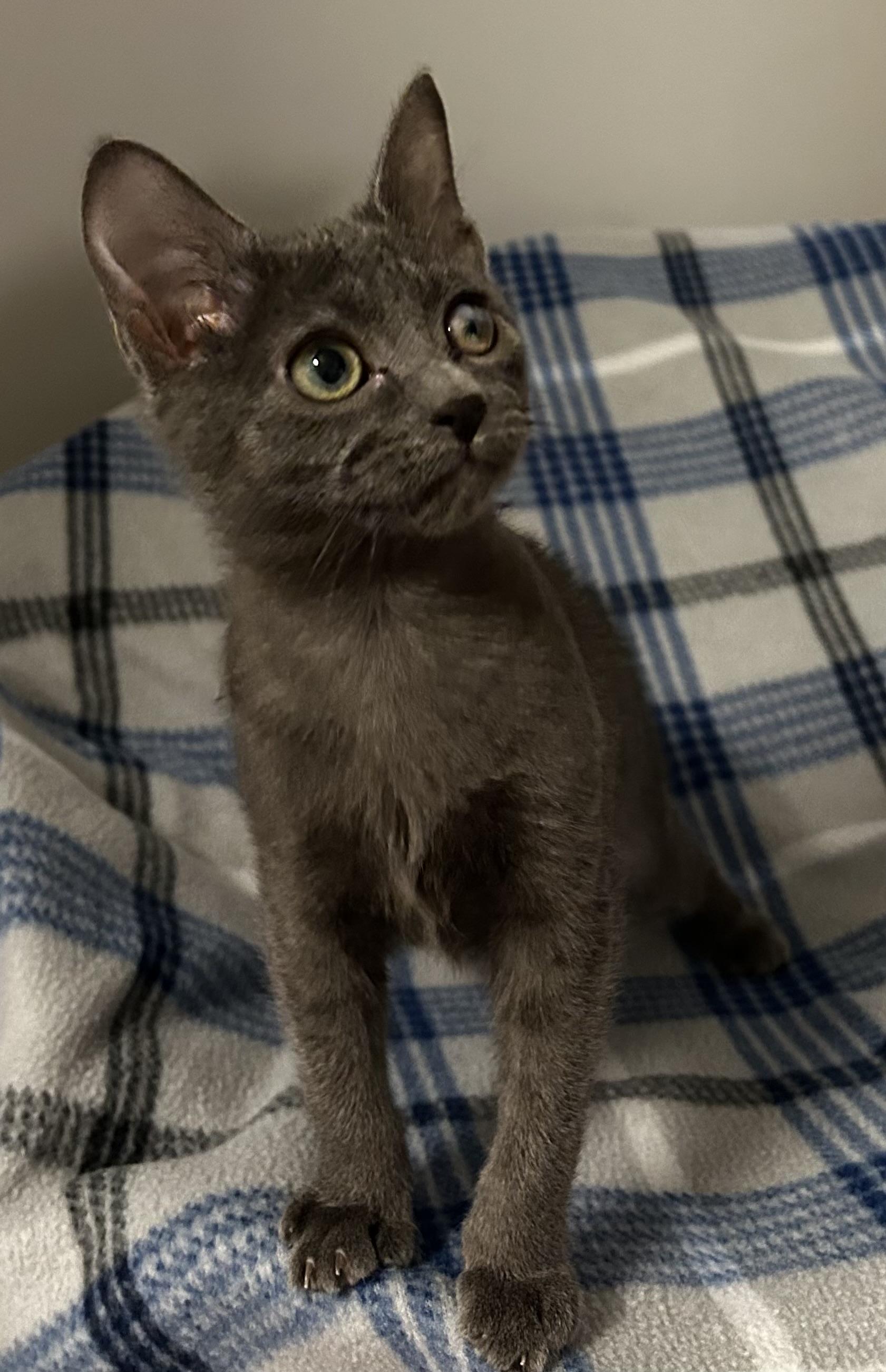 Enlarge Cardi, a Adoptable mixed breed in Seneca, SC image 3/6