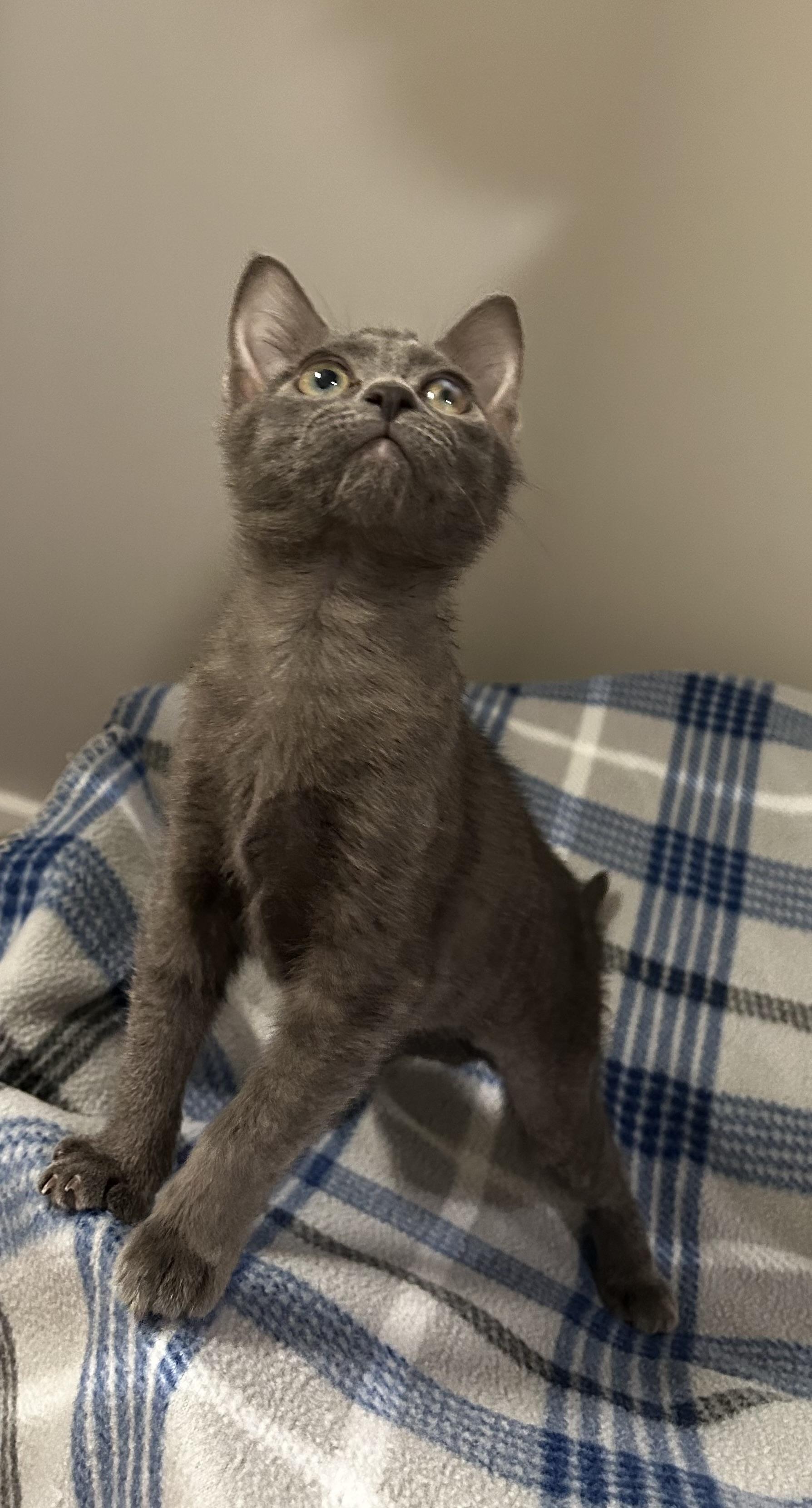 Enlarge Cardi, a Adoptable mixed breed in Seneca, SC image 5/6