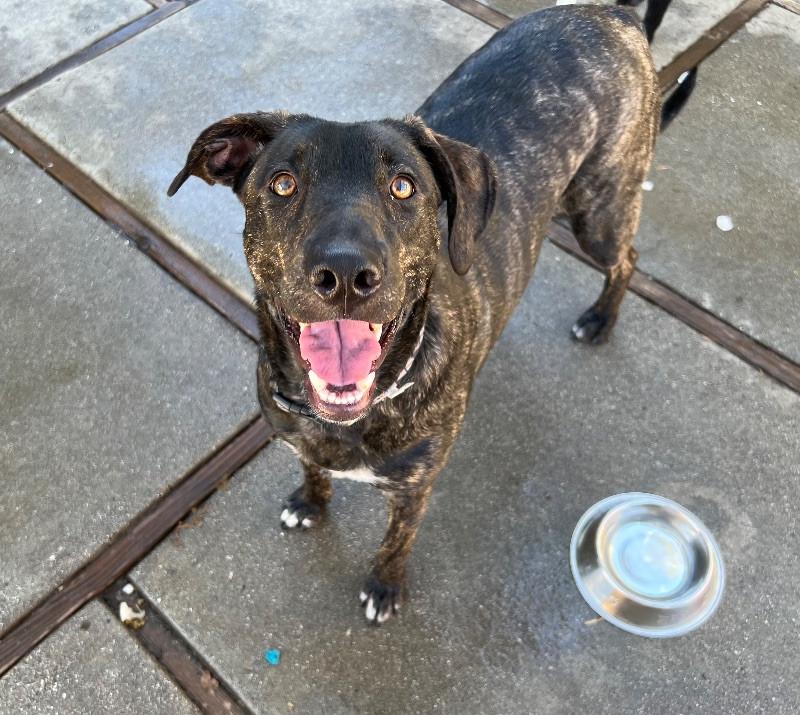 Luau, Adoptable, Adult Female Labrador Retriever & Shepherd.