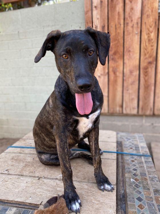 Luau, Adoptable, Adult Female Labrador Retriever & Shepherd.