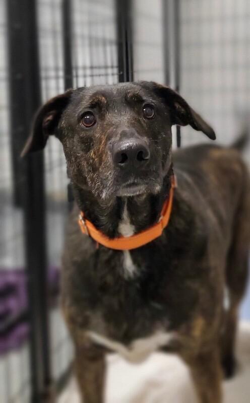 Enlarge Luau, a Adoptable mixed breed in Van Nuys, CA image 1/6