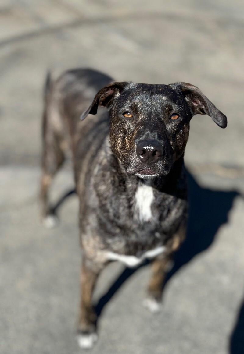 Luau, a Adoptable mixed breed in Van Nuys, CA image 2/6