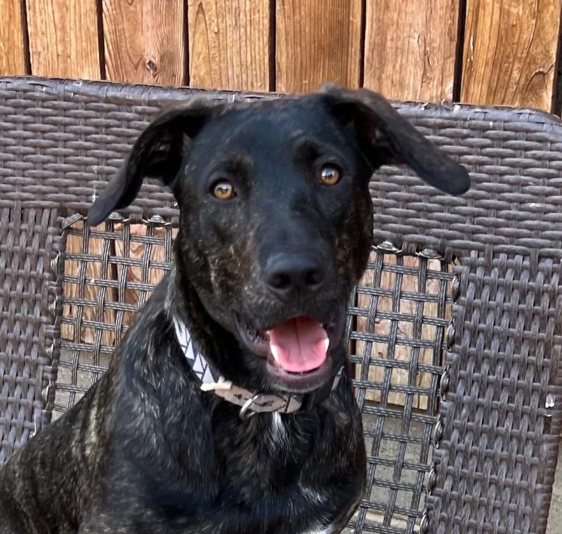 Luau, a Adoptable mixed breed in Van Nuys, CA image 4/6