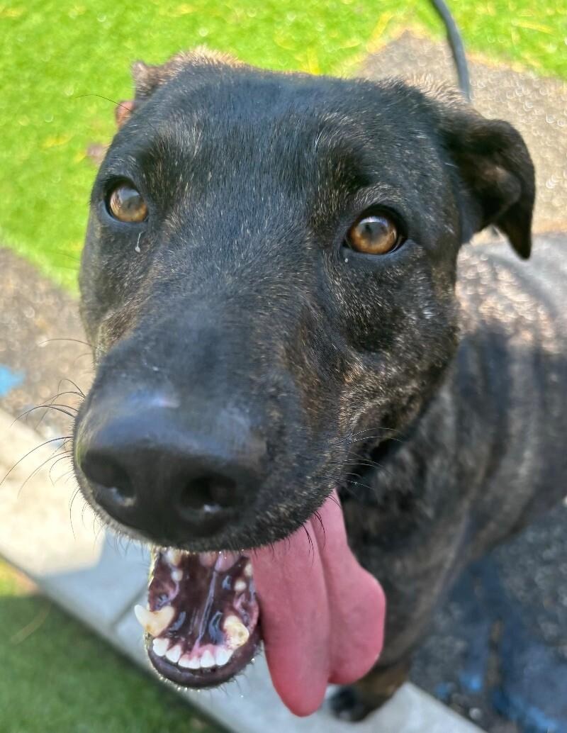 Luau, Adoptable, Adult Female Labrador Retriever & Shepherd.