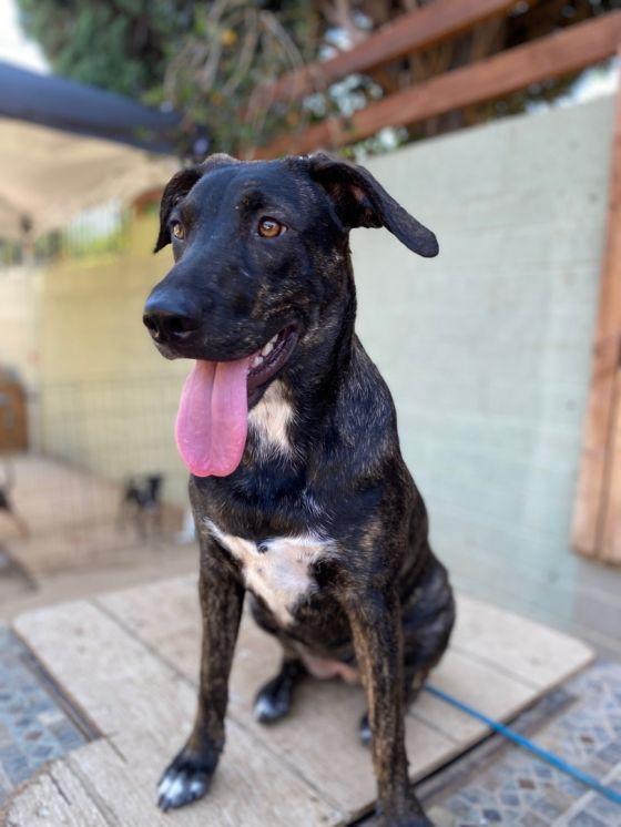 Enlarge Luau, a Adoptable mixed breed in Van Nuys, CA image 5/6