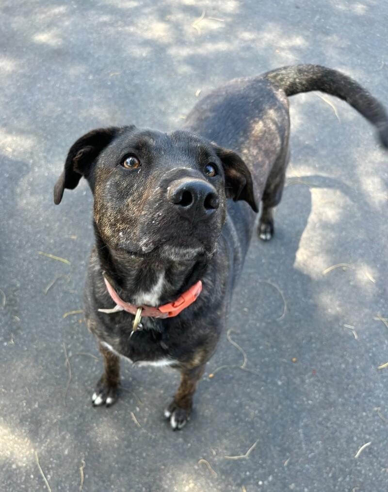 Luau, a Adoptable mixed breed in Van Nuys, CA image 6/6