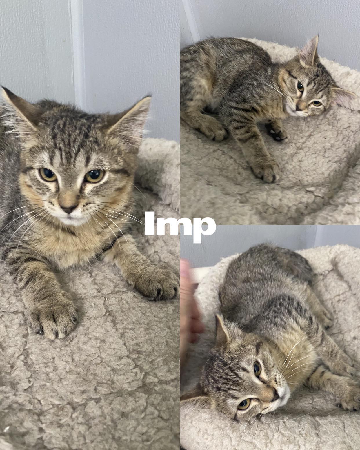 Enlarge Imp, a Adoptable Domestic Short Hair in Saint James, MO image 3/4