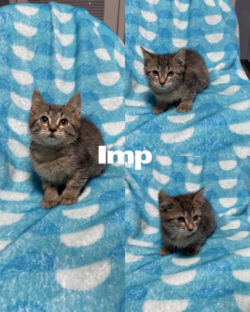 Imp