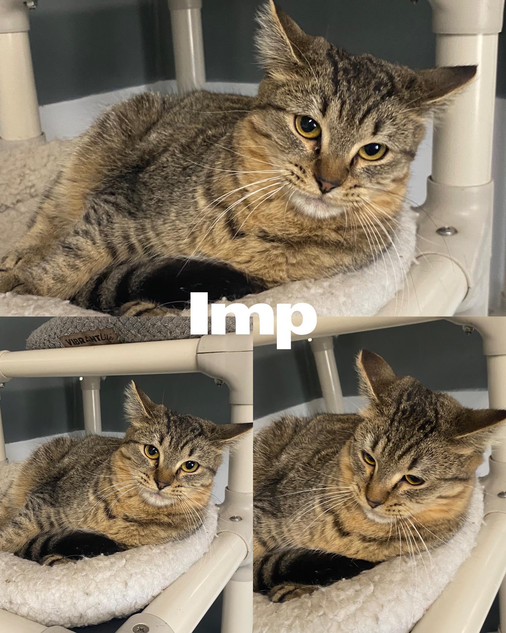 Enlarge Imp, a Adoptable Domestic Short Hair in Saint James, MO image 1/4