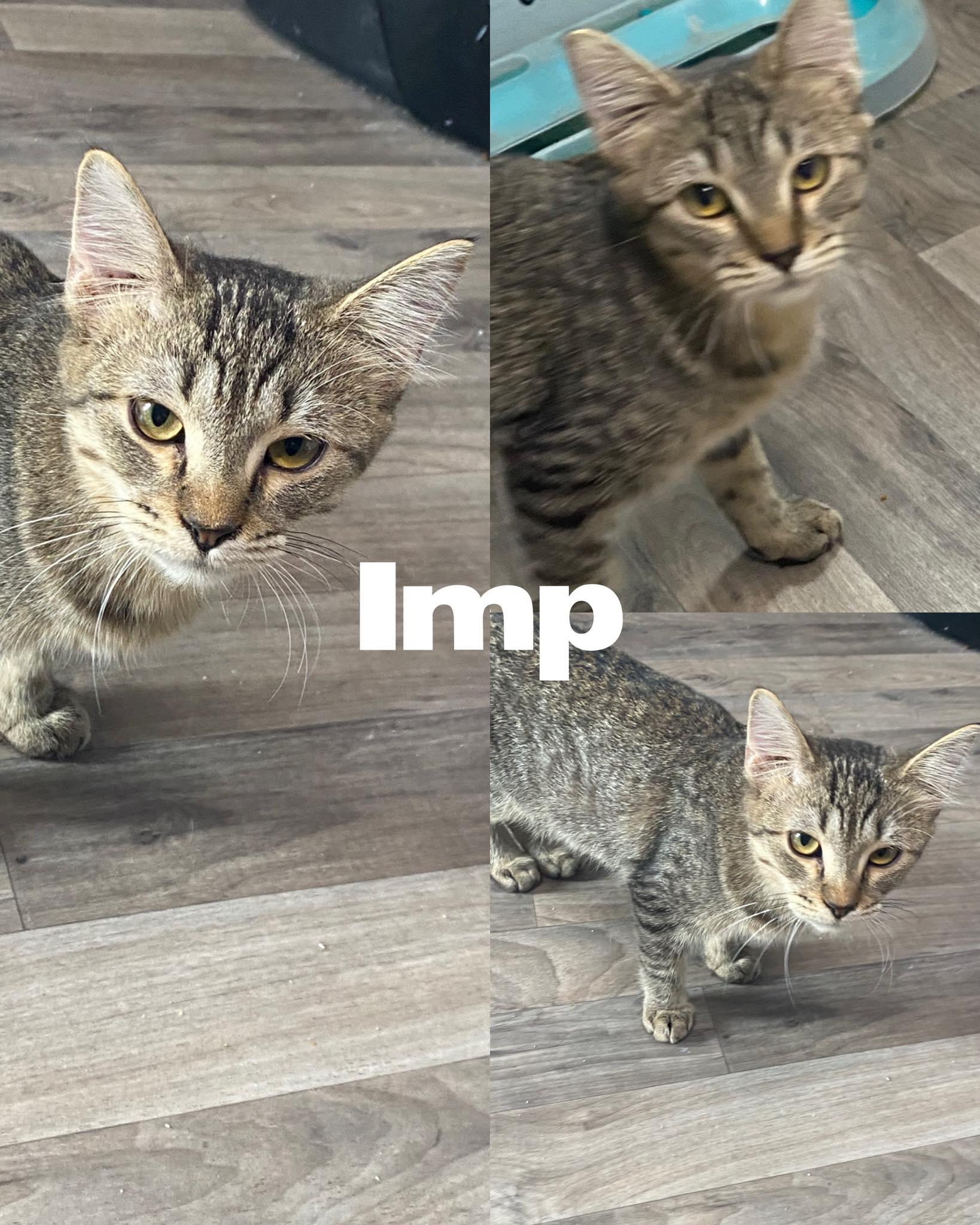 Enlarge Imp, a Adoptable Domestic Short Hair in Saint James, MO image 2/4