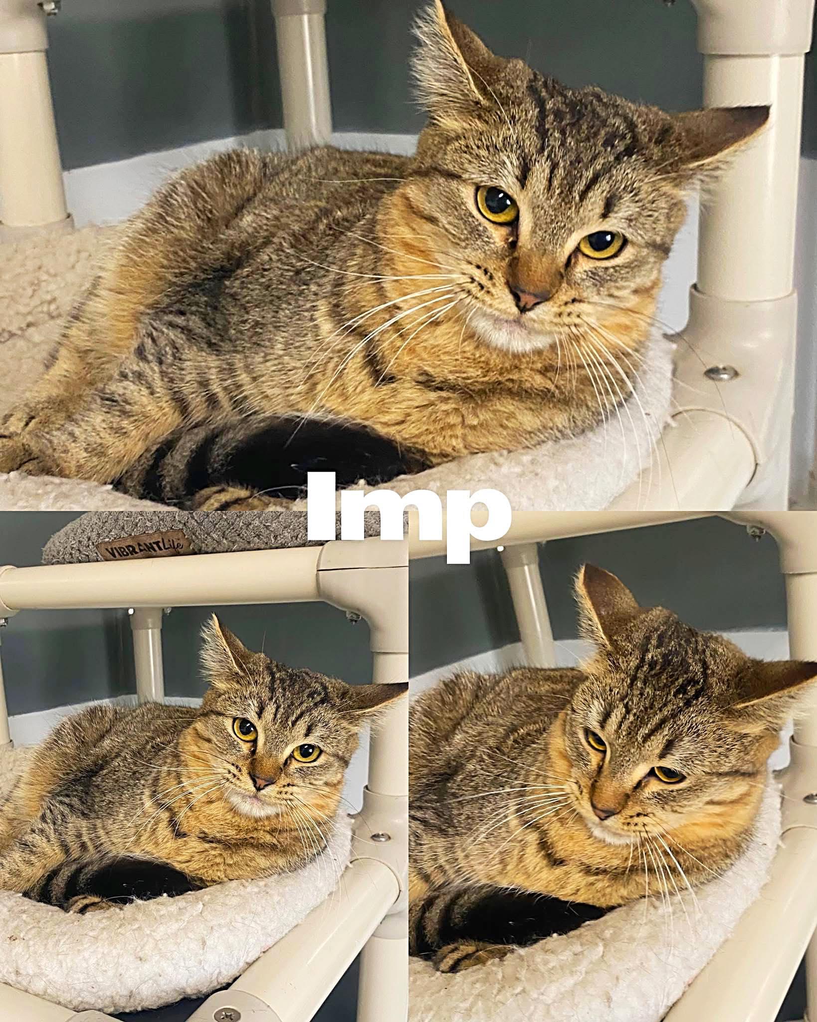 Imp, a Adoptable Domestic Short Hair in Saint James, MO image 2/5