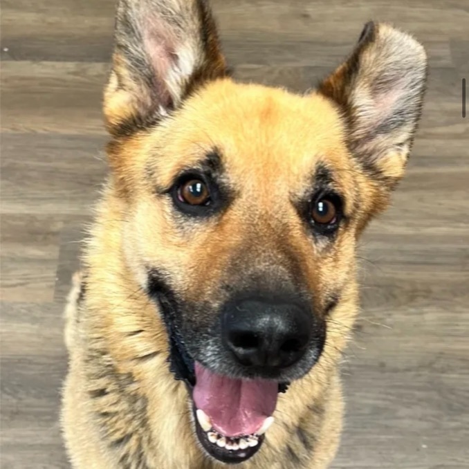 Everett , an adoptable German Shepherd Dog in Canyon, TX, 79015 | Photo Image 1