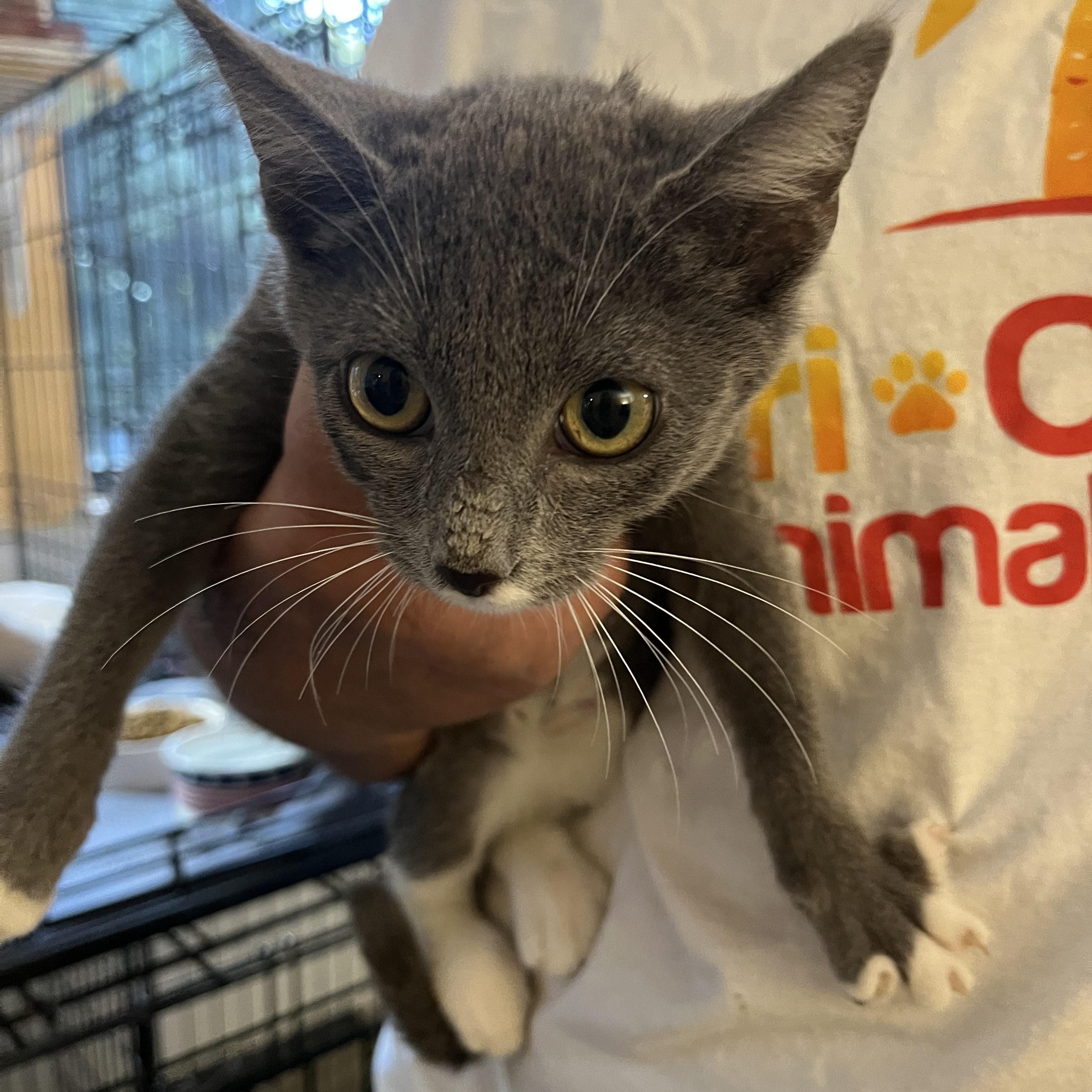 Mistletoe 1025, ADOPTABLE, Kitten Female Domestic Short Hair.