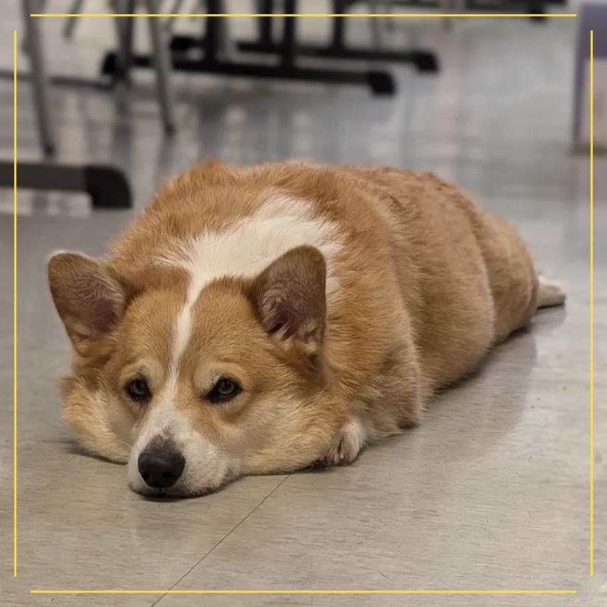Loki, Adoptable, Adult Male Corgi.