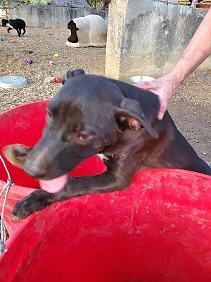 Little Sis, a Adoptable mixed breed in White Settlement, TX image 2/4